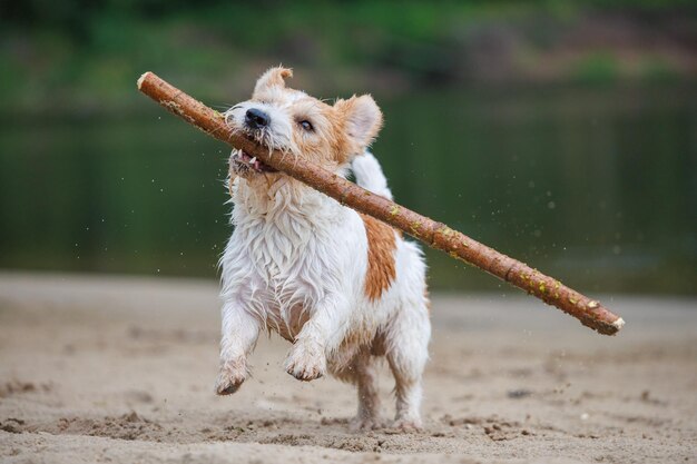 写真 ジャック・ラッセル・テリアは口に棒を持って森の川の岸の砂で犬と遊んでいます