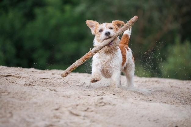 Jack Russell Terrier carries a stick in its mouth Playing with a dog on the sand against the backdrop of a green forest