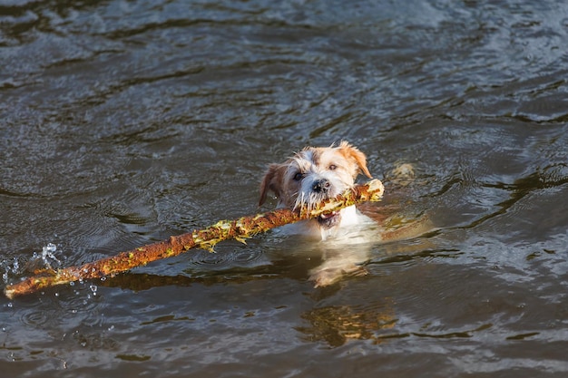 Джек-рассел-терьер носит палку во рту, играя с собакой в воде