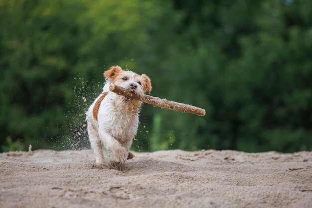 Jack russell terrier carries a stick in its mouth playing with a dog