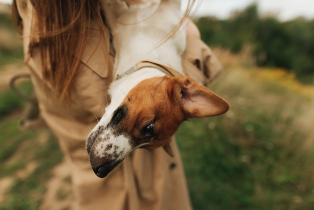 Jack Russell Terrier close-up in de armen van zijn minnares. Huisdieren