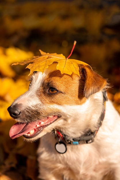 Jack russell terrier close-up portret met herfstbladeren op het hoofd