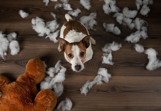 Jack Russell Terrier destroys a soft toy