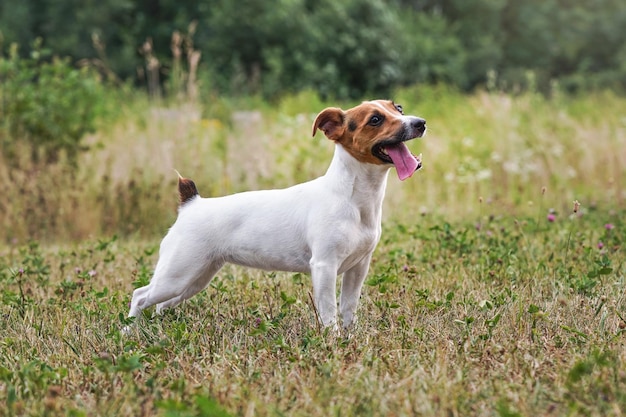 Jack Russell-terriër die zich op grasweide bevindt, haar tong uitsteekt, omhoog kijkend - wachtend tot de bal wordt gegooid. Uitzicht vanaf de zijkant.