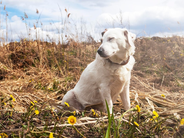 Jack russell terrier cane crogiolarsi al sole all'aperto