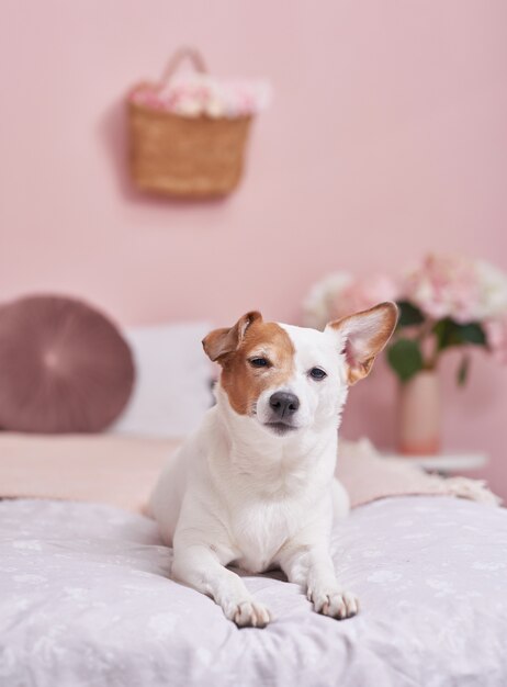 ピンクのインテリアのベッドの上のジャックラッセルテリア犬。動物のためのホテルコンセプト