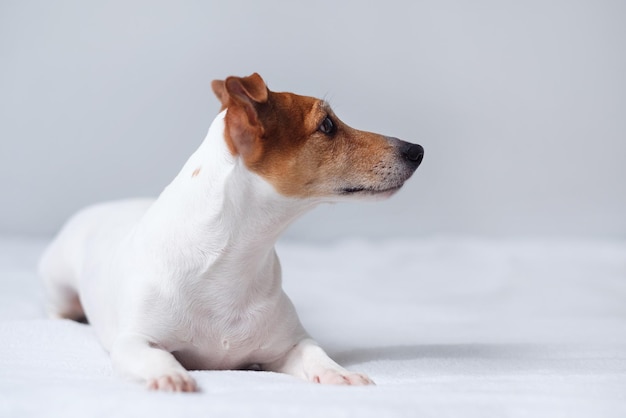 Jack russell terrier, dog in the bed