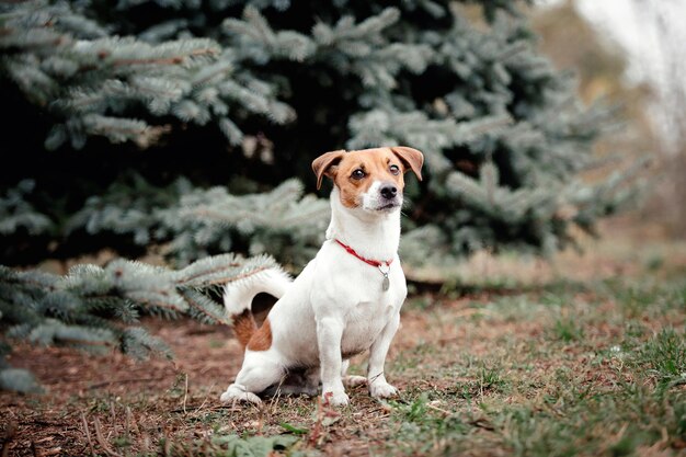 Jack Russell Terrier dog breed on a Foggy Autumn Morning. Dog running. Fast dog outdoor. Pet in the