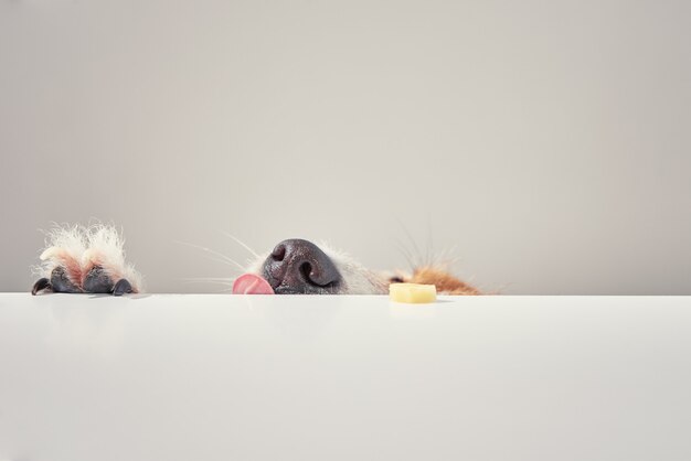 ジャックラッセルテリア犬はテーブルから食事を食べます。舌で面白い犬の肖像画
