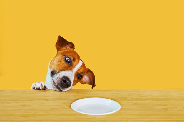 Jack Russell terrier dog eat meal from a table