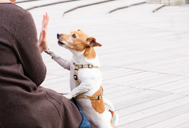 ジャック ラッセル テリア犬は、公園を散歩中に飼い主にハイタッチします。