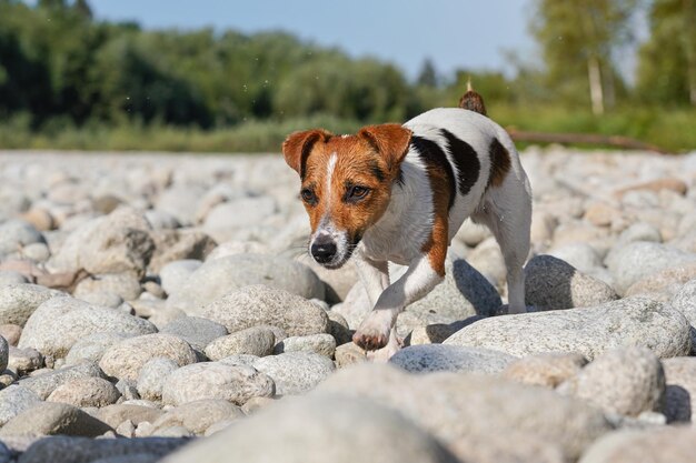 Jack russell terrier dog, her fur wet from swimming in river,\
walks on round stones on sunny day, blurred trees background