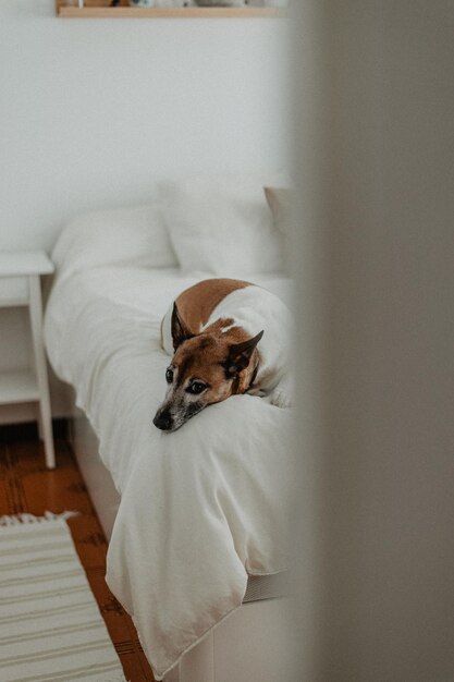 白いベッドの上に横たわるジャック・ラッセル・テリアー犬