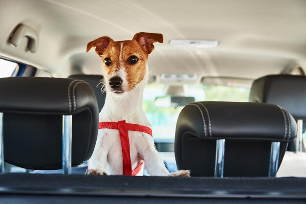 Jack russell terrier dog looking out of car seat trip with a dog