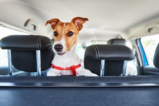 チャイルドシートの外を見ているジャックラッセルテリア犬。犬との旅行