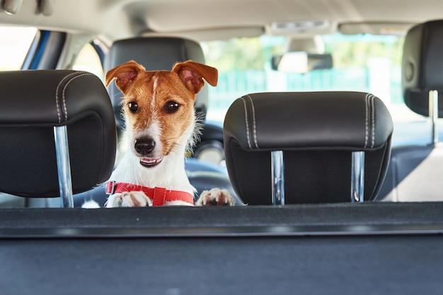 車の座席の外を見ているジャックラッセルテリア犬