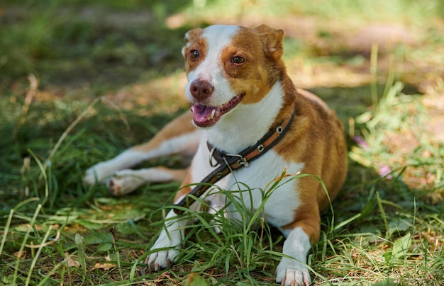 暖かい日差しの下で緑の芝生に横たわるジャック・ラッセル・テリア犬、公共の公園で散歩する屋外の犬