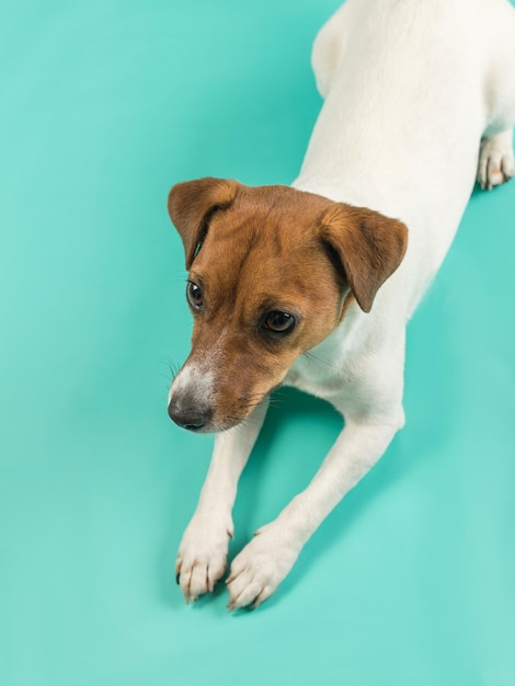 Jack Russell Terrier dog lying on a turquoise background Cute pet