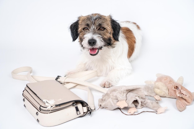 Jack Russell Terrier dog made a home mess left alone chewed on his bag   Bad Dog Behavior