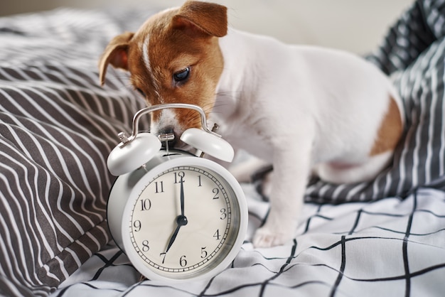 Jack russell terrier dog nibbles vintage alarm clock in bed. Wake up and morning concept