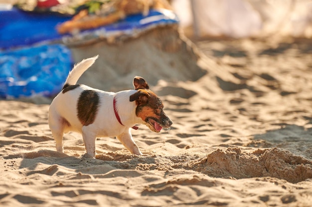 Jack Russell Terrier dog playing on sandy beach Small Terrier dog having fun on sea coast Cute pet Jack Russell Terrier dog in summer day
