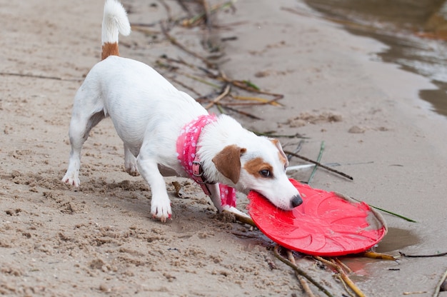 Jack Russell Terrier dog playing with frisbee