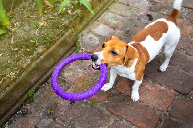 ジャックラッセルテリア犬はおもちゃで遊ぶ小さな子犬は歯に引きおもちゃを持っていますかわいい小さな飼い犬