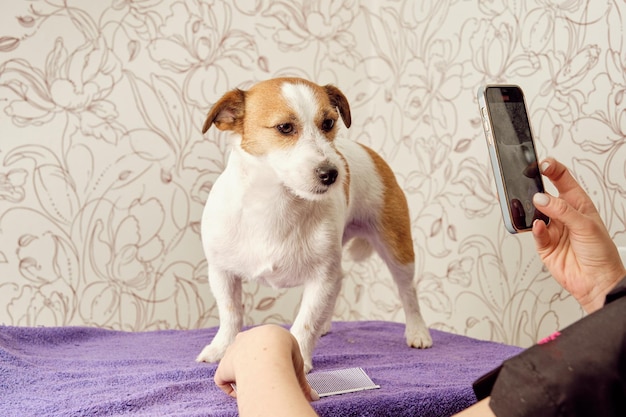 Jack Russell Terrier dog poses on a table for a photo