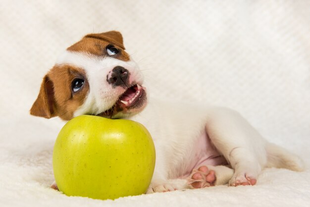 Jack Russell Terrier dog puppy and yellow apple