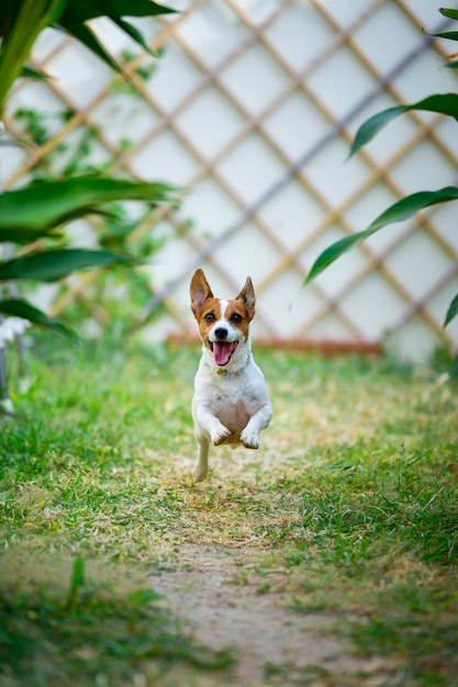 写真 裏庭で走り、ジャンプするジャックラッセルテリア犬。