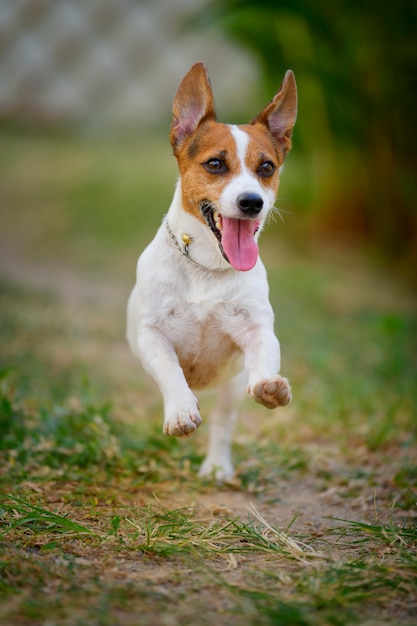 裏庭で走り、ジャンプするジャックラッセルテリア犬。