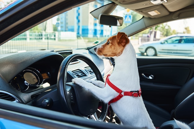 Jack russell terrier dog sits in the car on driver sit. Trip with a dog