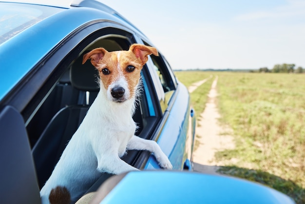 Jack russell terrier dog sits in the car on driver sit