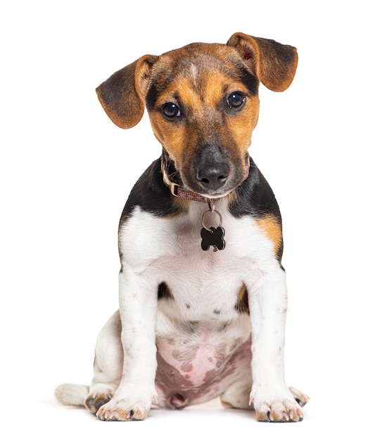 Jack russell terrier dog sitting and wearing a collar isolated on white