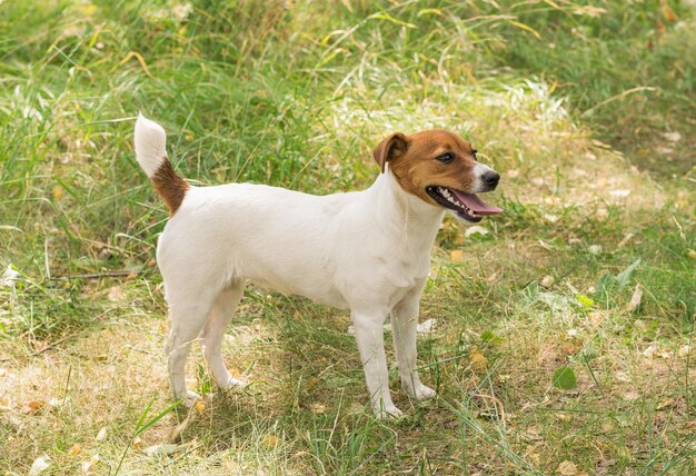 緑の芝生の夏の公園でジャックラッセルテリア犬