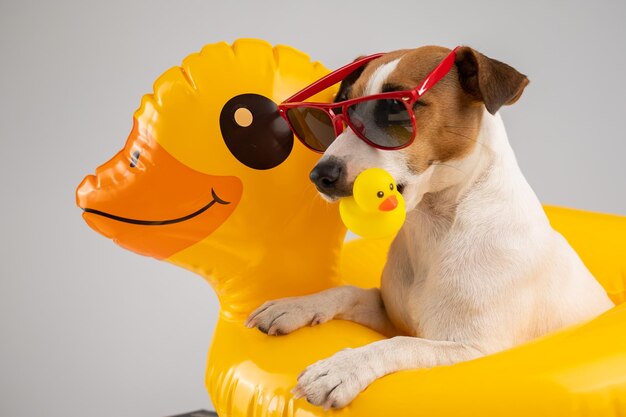 Jack russell terrier dog in sunglasses in an inflatable circle holds a rubber duck on a white