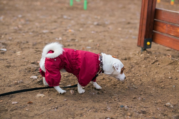 Jack russell terrier dog trainings outdoors in city park zone dog walking area background pet lifest