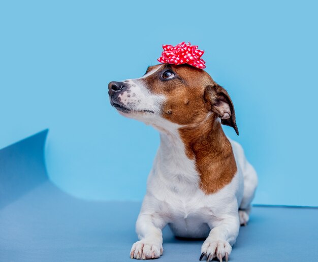 Jack Russell Terrier dog with bow on blue wall. 