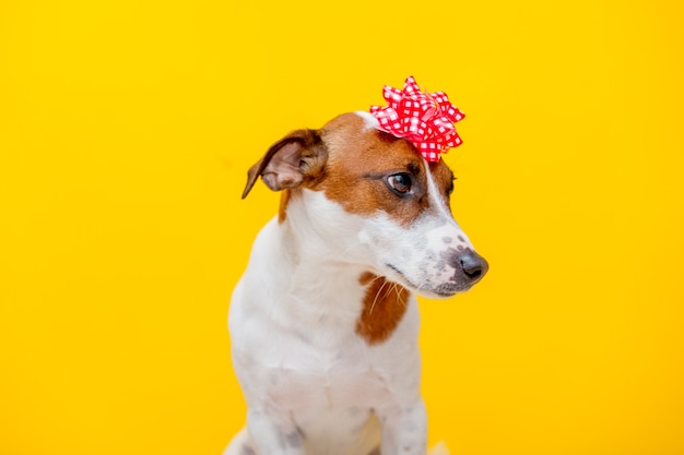 Jack Russell Terrier dog with bow on yellow wall. 