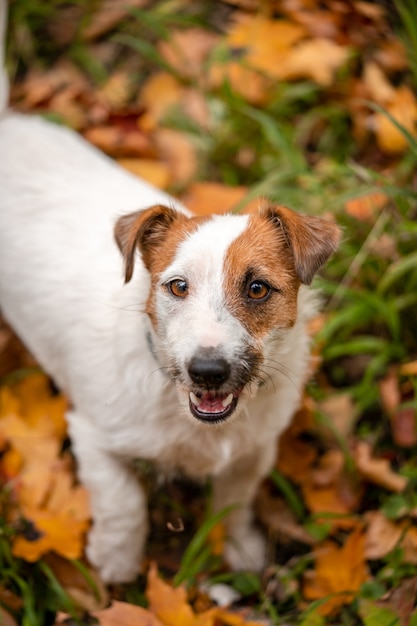 周りに黄色と赤の紅葉がたくさんあるジャックラッセルテリア犬。秋に公園を犬が散歩