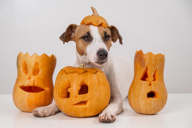 Jack russell terrier dog with a pumpkin cap and three jack-o-lanterns on a white background