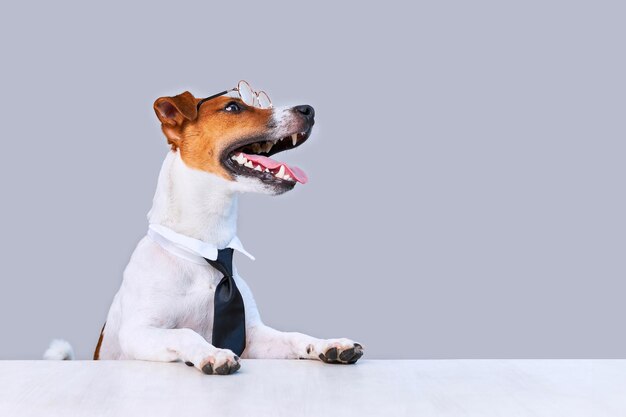 Photo jack russell terrier dog with tie on white background copy space