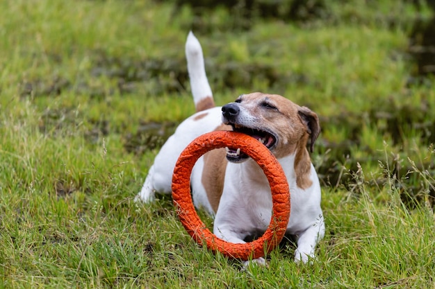 Jack russell terrier dog with toy rubber closeup