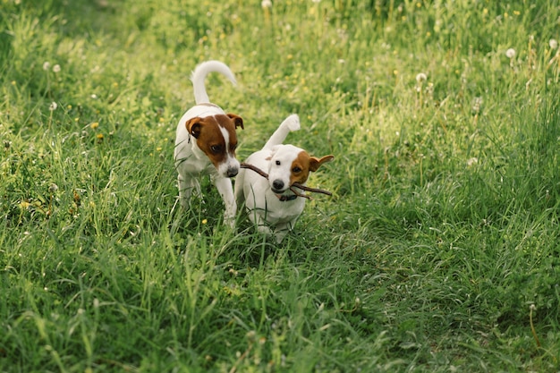 Jack Russell Terrier dogs in meadow. Jack Russell Terrier dogs in nature. 