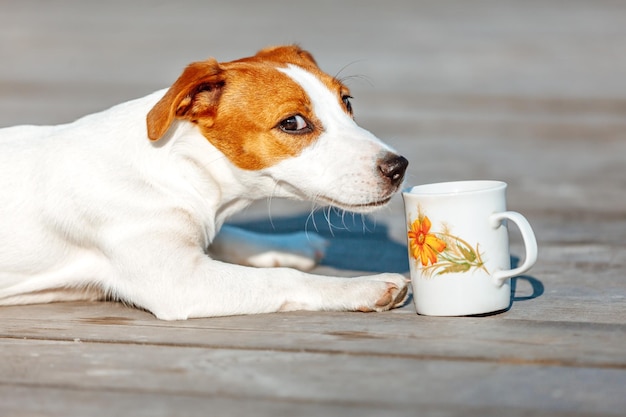 Jack Russell Terrier drinks from mug