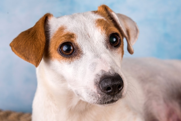 Jack russell terrier female close up portrait