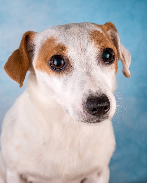 Jack russell terrier female close up portrait