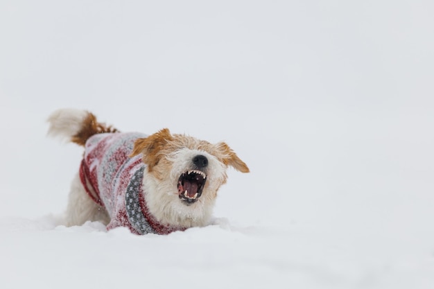 Jack russell terrier in un maglione rosso festivo si trova nella neve durante un concetto natalizio di tempesta di neve