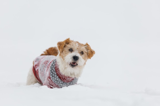 Jack russell terrier in un maglione rosso festivo si trova nella neve durante un concetto natalizio di tempesta di neve