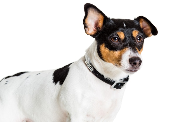 Jack russell terrier geïsoleerd op wit